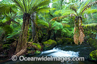 Mount Field Tasmania Photo - Gary Bell