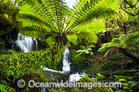 Horseshoe Falls Mount Field National Park Photo - Gary Bell