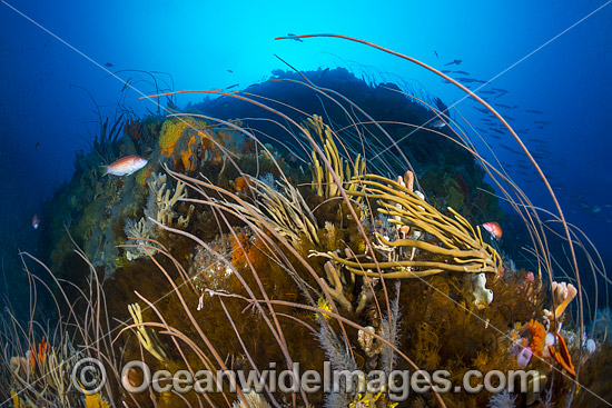 Bicheno Reef Tasmania photo