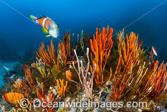 Bicheno Reef Tasmania photo