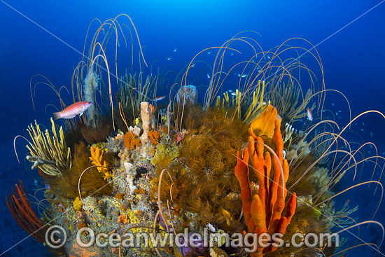 Bicheno Reef Tasmania photo