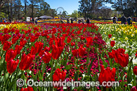 Floriade Festival Canberra Photo - Gary Bell
