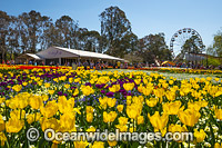 Floriade Festival Canberra Photo - Gary Bell