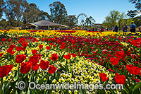 Floriade Festival Canberra Photo - Gary Bell