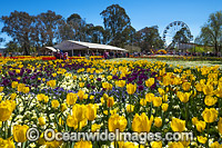 Floriade Festival Canberra Photo - Gary Bell