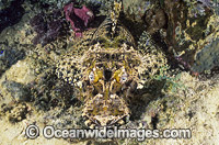 Crocodilefish Photo - Gary Bell
