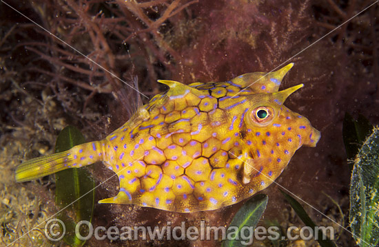 Thorny-back Cowfish photo Thorny-back Cowfish photo