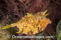Thorny-back Cowfish Photo - Gary Bell