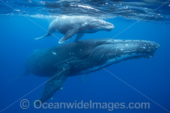 Humpback Whale mother and calf underwater photo Humpback Whale mother and calf underwater photo