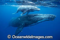 Humpback Whale mother and calf underwater Photo - Vanessa Mignon