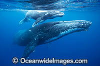 Humpback Whale mother and calf Photo - Vanessa Mignon
