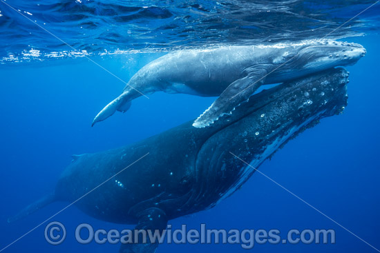 Humpback Whale mother and calf photo Humpback Whale mother and calf photo