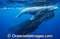 Humpback Whale mother and calf Photo - Vanessa Mignon