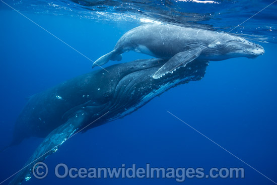 Humpback Whale mother and calf underwater photo Humpback Whale mother and calf underwater photo