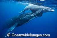 Humpback Whale mother and calf underwater Photo - Vanessa Mignon