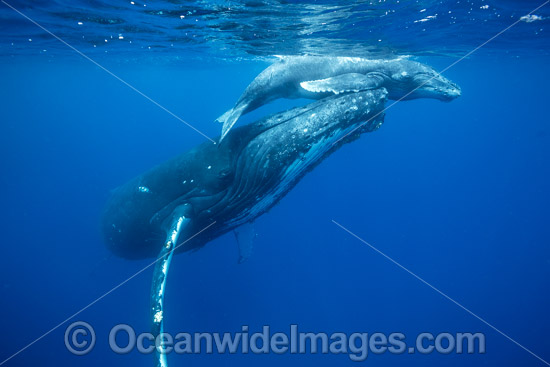 Humpback Whale mother and calf photo Humpback Whale mother and calf photo