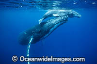 Humpback Whale mother and calf Photo - Vanessa Mignon