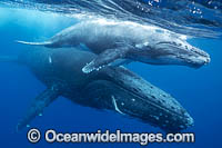 Humpback Whale mother and calf underwater Photo - Vanessa Mignon