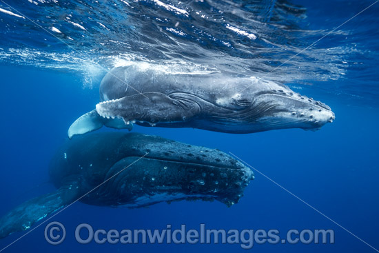 Humpback Whale mother and calf photo