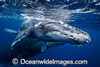 Humpback Whale mother and calf underwater Photo - Vanessa Mignon