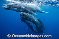 Humpback Whale mother and calf Photo - Vanessa Mignon