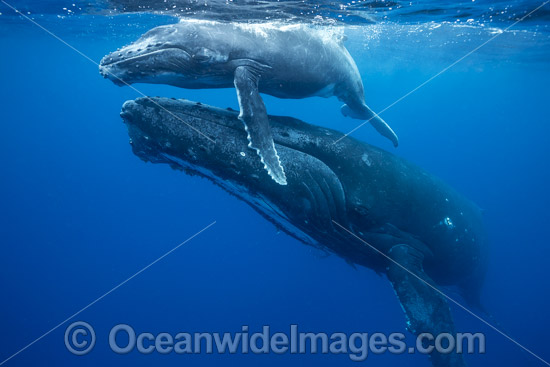 Humpback Whale mother and calf photo Humpback Whale mother and calf photo