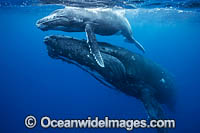 Humpback Whale mother and calf Photo - Vanessa Mignon