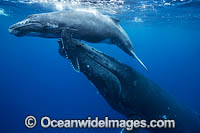 Humpback Whale mother and calf underwater Photo - Vanessa Mignon
