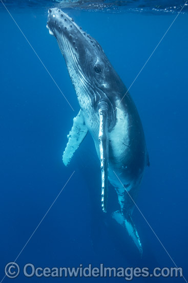 Humpback Whale underwater photo Humpback Whale underwater photo