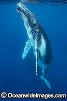 Humpback Whale underwater Photo - Vanessa Mignon