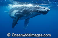 Humpback Whale underwater Photo - Vanessa Mignon