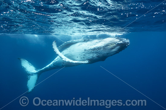 Humpback Whale underwater photo Humpback Whale underwater photo