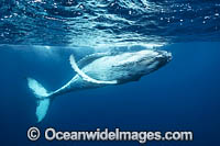 Humpback Whale underwater Photo - Vanessa Mignon