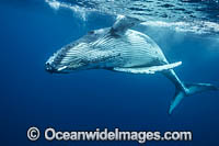 Humpback Whale underwater Photo - Vanessa Mignon