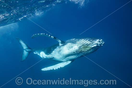 Humpback Whale underwater photo Humpback Whale underwater photo