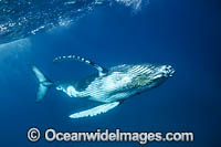 Humpback Whale underwater Photo - Vanessa Mignon