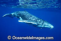 Humpback Whale calf Photo - Vanessa Mignon