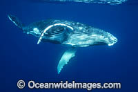 Humpback Whale underwater Photo - Vanessa Mignon