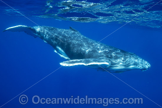Humpback Whale calf photo Humpback Whale calf photo