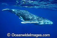 Humpback Whale calf Photo - Vanessa Mignon