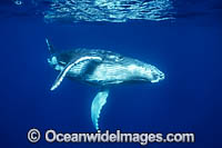 Humpback Whale underwater Photo - Vanessa Mignon