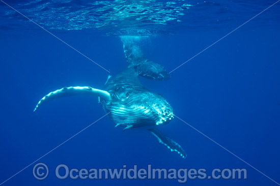 Humpback Whale underwater photo Humpback Whale underwater photo
