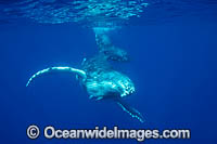 Humpback Whale underwater Photo - Vanessa Mignon