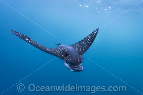 White-spotted Eagle Ray photo White-spotted Eagle Ray photo