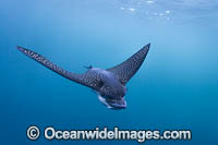White-spotted Eagle Ray Photo - Vanessa Mignon