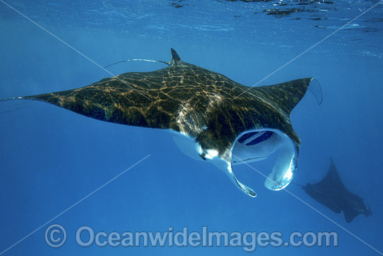 Giant Oceanic Manta Ray photo Giant Oceanic Manta Ray photo