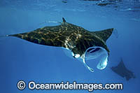 Giant Oceanic Manta Ray Photo - Vanessa Mignon