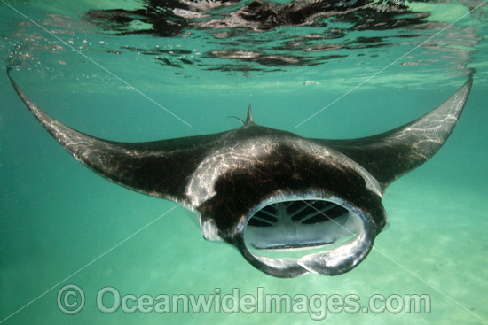 Giant Oceanic Manta Ray photo Giant Oceanic Manta Ray photo