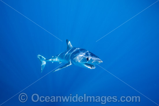 Shortfin Mako Shark photo Shortfin Mako Shark photo