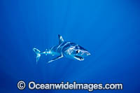 Shortfin Mako Shark Photo - Vanessa Mignon